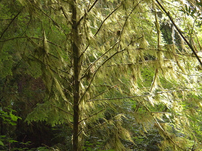 [Moss hanging several inches long from nearly all the limbs of a spruce tree like the skirt hanging from a dancer swaying with wind movement.]